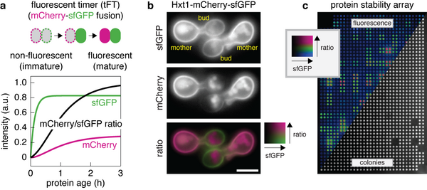 Figure showing analysis of protein dynamics with tandem fluorescent protein timers