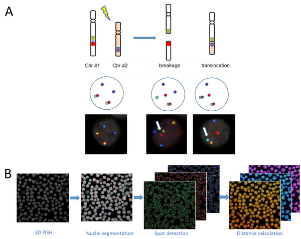 Visualising chromosome translocations Figure showing Roukos group's method of visualising chromosome translocations