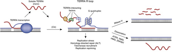 TERRA forms RNA-DNA hybrids at the telomere TERRA forms RNA-DNA hybrids at telomeres