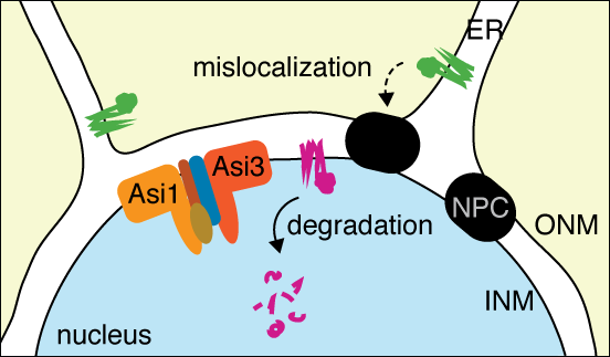 Figure showing a pathway of protein quality control at the inner nuclear membrane mediated by Asi ubiquitin ligase
