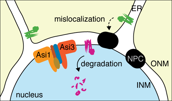Protein quality control pathway Figure showing a pathway of protein quality control at the inner nuclear membrane mediated by Asi ubiquitin ligase